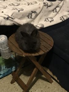 Bunnies in need of good homes