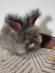 English Angora Rabbits