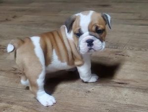 Warlander English Bulldogs