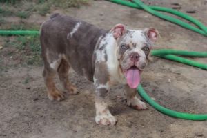 English bulldog puppy