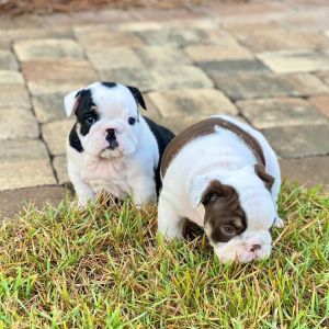 Vet checked English bulldog puppies
