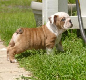 friendly English Bulldog Puppies