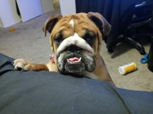 English Bulldog /Ewok Look Alike