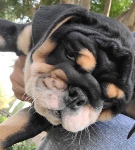 english bulldog