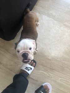 English bulldog puppy