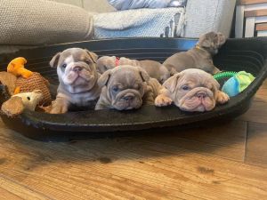 Purebred English Bulldog Puppies