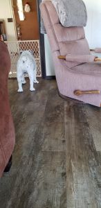 Rehoming English Bulldog