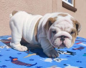Xmas English Bulldog Puppies
