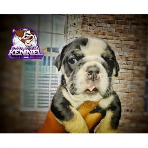 Bull doggie dog kennel