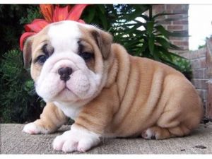 English Bulldog pups waiting for you