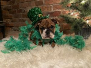 English Bulldog / Olde English Bulldogge