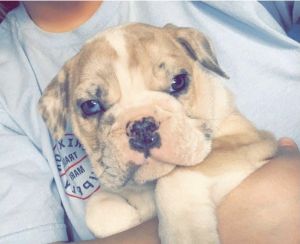 English Bulldog 8 weeks