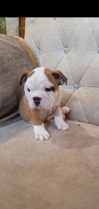 English Bulldog Puppies