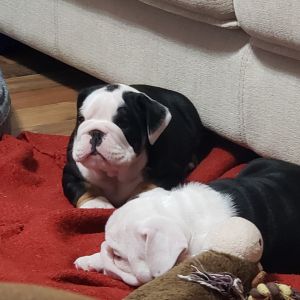 8 week akc english bulldogs