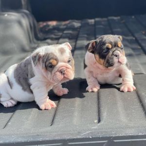 Quality English Bulldog Puppies for Sale