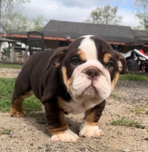 Home Trained English Bulldogs Available Now