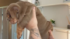 English bulldog puppies