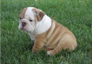 Adorable English Bulldog Puppies.