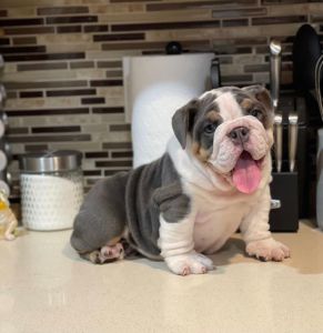 Super Adorable English Bulldog Puppies