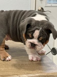 English Bulldog
