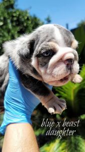 English bulldog