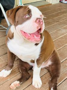 Akc male English bulldog puppy
