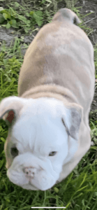 9 weeks old English bulldog