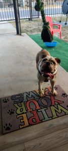 English Bulldog