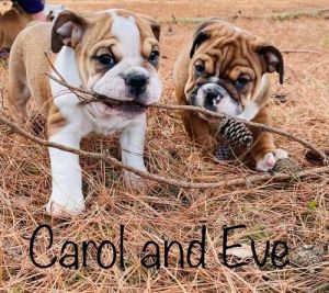 4 Healthy English Bulldog Puppies For Sale