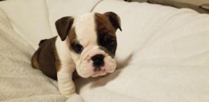Akc English bulldog puppy