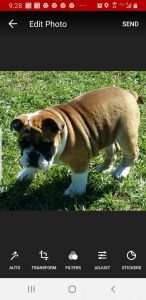 English bulldog- adult