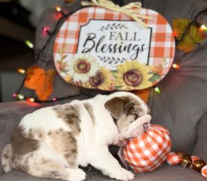 AKC Merel English Bulldog