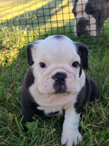 Black and white female english bulldog.