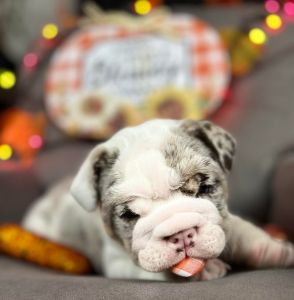 Merel English Bulldog