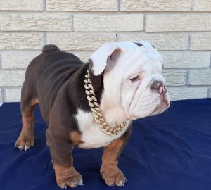 English Bulldog