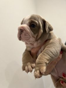 KC English Bulldog Puppies Lilac / Tan