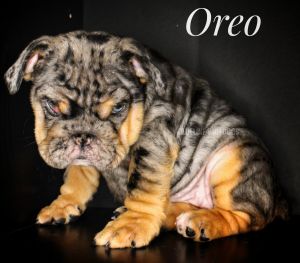 Full Suit Black Tan Merle Oreo