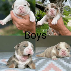 English Bulldogs