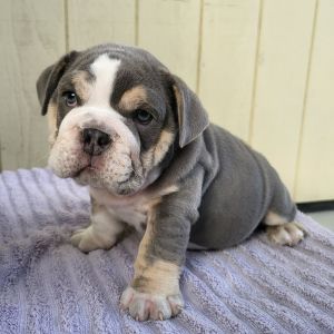 Male Gray/White/Gold English Bulldog