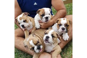 Outstanding English Bulldog Puppies For Adoption
