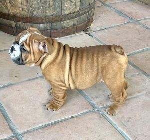 English bulldog puppy