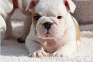 Healthy English Bulldog Pups for sale.