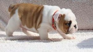 Quality English Bulldog Puppies for sale