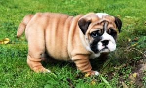 Beautiful English Bulldog Puppies for sale