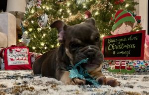 English bulldog puppy