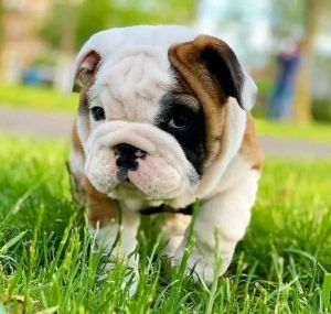 English Bulldogs Available