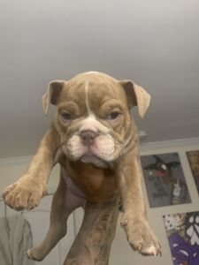 Fawn English bulldog (female)