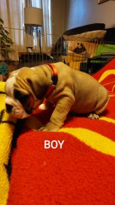 Akc registered English bulldog puppies
