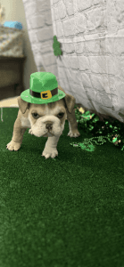 English bulldog puppies