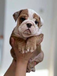 English Bulldog Pups